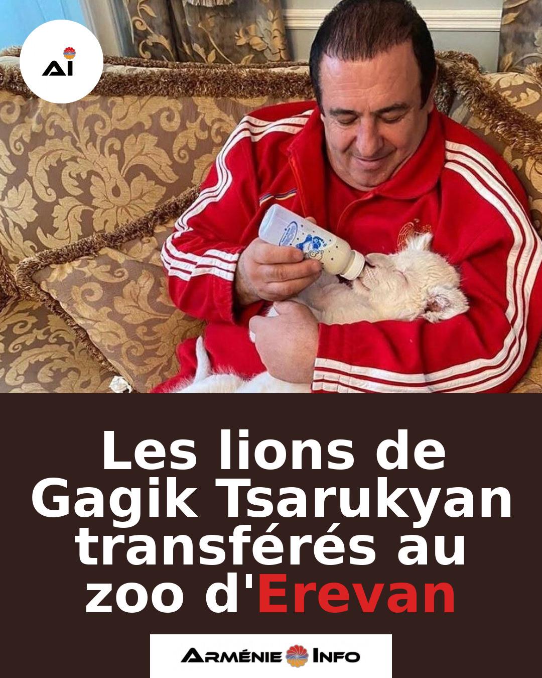 Les-lions-de-Gagik-Tsarukyan-transferes-au-zoo-dErevan