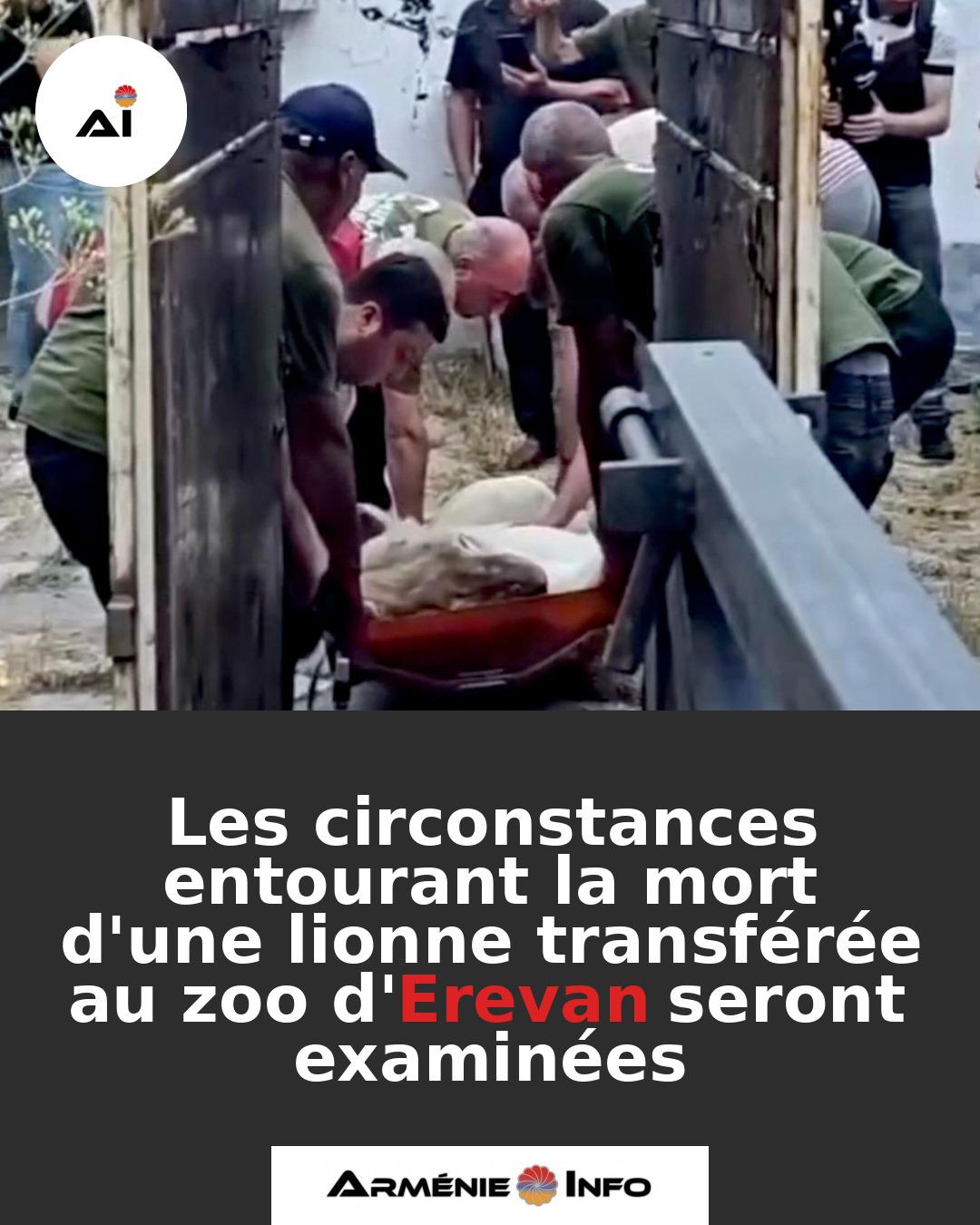 Les-circonstances-entourant-la-mort-dune-lionne-transferee-au-zoo-dErevan-seront-examinees