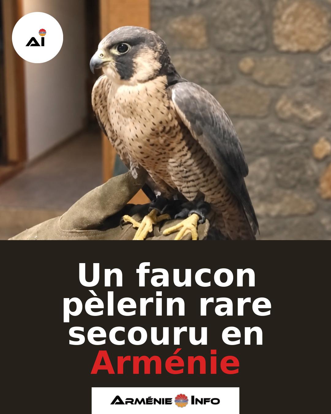 Un-faucon-pelerin-rare-secouru-en-Armenie